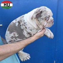 Engelse Bulldog pup (HU) Beschikbaar okt-nov 2026 (12).jpg
