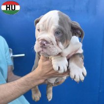 Engelse Bulldog pup (HU) Beschikbaar okt-nov 2026 (11).jpg