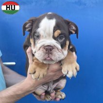 Engelse Bulldog pup (HU) Beschikbaar okt-nov 2026 (10).jpg