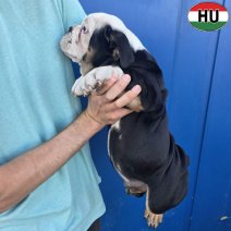 Engelse Bulldog pup (HU) Beschikbaar okt-nov 2026 (9).jpg