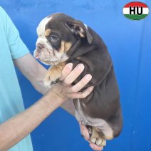 Engelse Bulldog pup (HU) Beschikbaar okt-nov 2026 (8).jpg