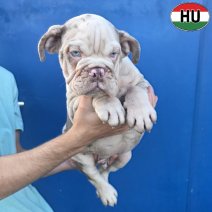 Engelse Bulldog pup (HU) Beschikbaar okt-nov 2026 (7).jpg