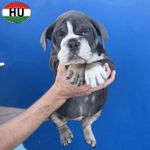 Engelse Bulldog pup (HU) Beschikbaar okt-nov 2026 (6).jpg