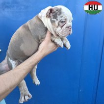 Engelse Bulldog pup (HU) Beschikbaar okt-nov 2026 (5).jpg