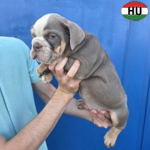 Engelse Bulldog pup (HU) Beschikbaar okt-nov 2026 (4).jpg