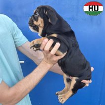 Engelse Bulldog pup (HU) Beschikbaar okt-nov 2026 (3).jpg