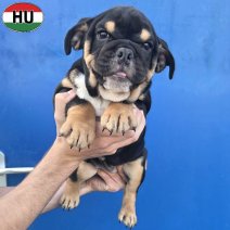 Engelse Bulldog pup (HU) Beschikbaar okt-nov 2026 (2).jpg
