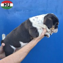 Engelse Bulldog pup (HU) Beschikbaar okt-nov 2026 (1).jpg