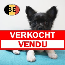 Chihuahua 29-07-26 M (BE2623) 23-09-2026 verkocht - vendu.jpg