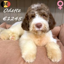 Lagotto Romagnolo Odette 10-05-2026 F(BE9874) 29-09-26.jpg