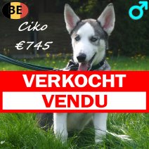 Husky 08-06-26 Ciko M(BE6200) 27-09-26 verkocht - vendu.jpg