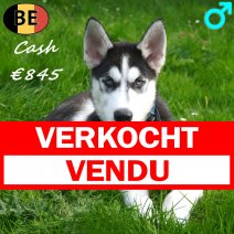 Husky 17-06-26 Cash M(BE7345) 27-09-26 verkocht - vendu.jpg