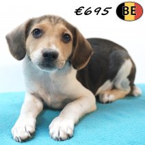 Belgische Fox 19-07-26 M(BE7672) 01-10-26.jpg