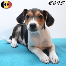 Belgische Fox 19-07-26 M(BE7548) 01-10-26.jpg
