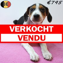 Belgische Fox 19-07-26 F(BE7544) 01-10-26 verkocht - vendu.jpg