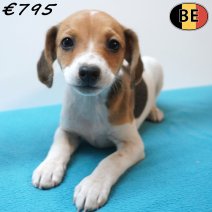 Belgische Fox 19-07-26 M(BE7660) 01-10-26.jpg