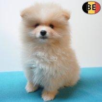 Keesje 02-08-26 M(BE1404) 01-10-26.jpg