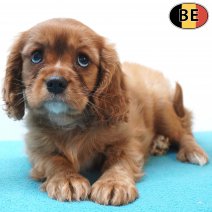 Cavalier King Charles 30-07-26 M(BE1650) 01-10-26.jpg