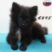 keesje 14-05-26 M(SK9489) 01-10-26.jpg