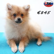 keesje 14-05-26 M(SK9420) 01-10-26.jpg
