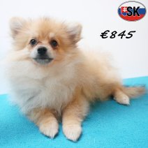 keesje 14-05-26 M(SK9435) 01-10-26.jpg
