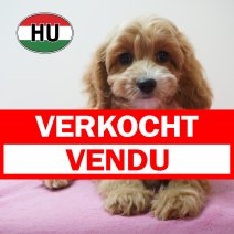 Cavapoo 31-05-2026 F (HU6178) 16-09-2026 verkocht - vendu.jpg