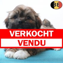 Lhasa Apso 20-07-26 M(BE7458) 16-09-26 verkocht - vendu.jpg
