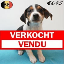 Belgische Fox 19-07-26 M(BE7556) 01-10-26 Verkocht - Vendu.jpg