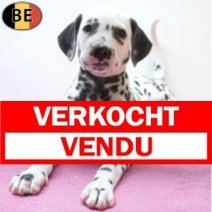 Dalmatier 26-07-26 F(BE5019) 23-09-26 Verkocht - Vendu.jpg