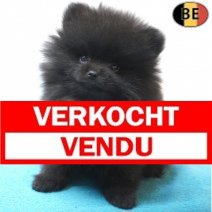 Dwergkees 18-07-26 M(BE3189) 23-09-26 Verkocht - Vendu.jpg