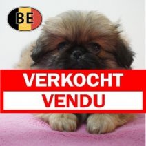 Pekingees 24-07-26 F (BE4099) 23-09-2026 Verkocht - Vendu.jpg