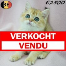 Britse Korthaar Chinchilla Gold 24-06-26 F(BE7555) 27-09-26 Verkocht - Vendu.jpg