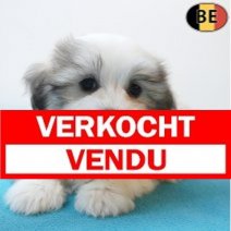 Havanezer 05-08-26 M(B2854) 01-10-26 Verkocht - Vendu.jpg