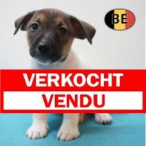 Jack Russell 21-07-2026 M (BE7449) 16-09-2026 Verkocht - Vendu.jpg