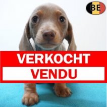 Teckel Korthaar 12-07-26 M(BE3887) 09-09-26 Verkocht - Vendu.jpg