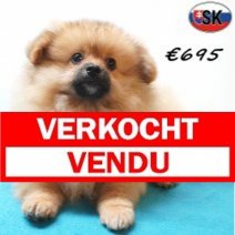 keesje 04-05-26 M(SK6309) 01-10-26 Verkocht - Vendu.jpg