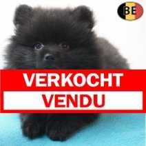 Keesje 18-07-26 M(BE0077) 23-09-26Verkocht - Vendu.jpg
