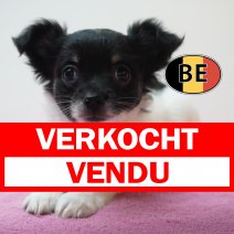 Chihuahua 29-07-26 F (BE1622) 23-09-2026 verkocht - vendu.jpg