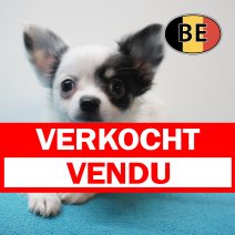 Chihuahua 29-07-26 M (BE8610) 23-09-2026 verkocht - vendu.jpg