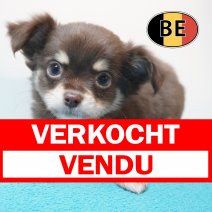 Chihuahua 25-07-26 M (BE3606) 23-09-2026 verkocht - vendu.jpg