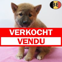 Shiba Inu 06-07-26 F(BE7536) 09-09-26 verkocht - vendu.jpg
