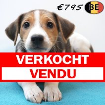 Belgische Fox 19-07-26 M(BE7531) 01-10-26 verkocht - vendu.jpg