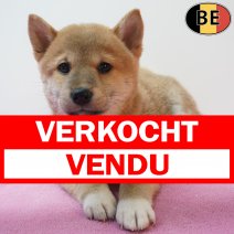 Shiba Inu 06-07-26 F(BE7492) 09-09-26 verkocht - vendu.jpg
