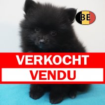 Keesje 15-07-26 M (BE0069) 10-09-26 verkocht - vendu.jpg