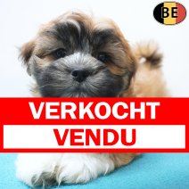 Lhasa Apso 20-07-26 M(BE7470) 16-09-26 verkocht - vendu.jpg