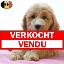 Cockapoo 07-07-26 F(BE7473) 18-09-26 Verkocht - Vendu.jpg
