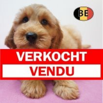 X Cockapoo 08-07-26 F (BE7433) 10-09-26 Verkocht - Vendu.jpg