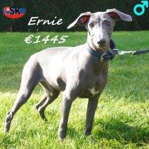 Italiaanse Windhond Ernie 05-05-26 M(SK3476) 07-10-26.jpg