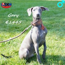 Italiaanse Windhond Gary 05-05-26 M(SK3453) 07-10-26.jpg