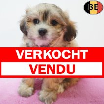 Havanezer 05-08-26 F(BE0835) 01-10-26 verkocht - vendu.jpg